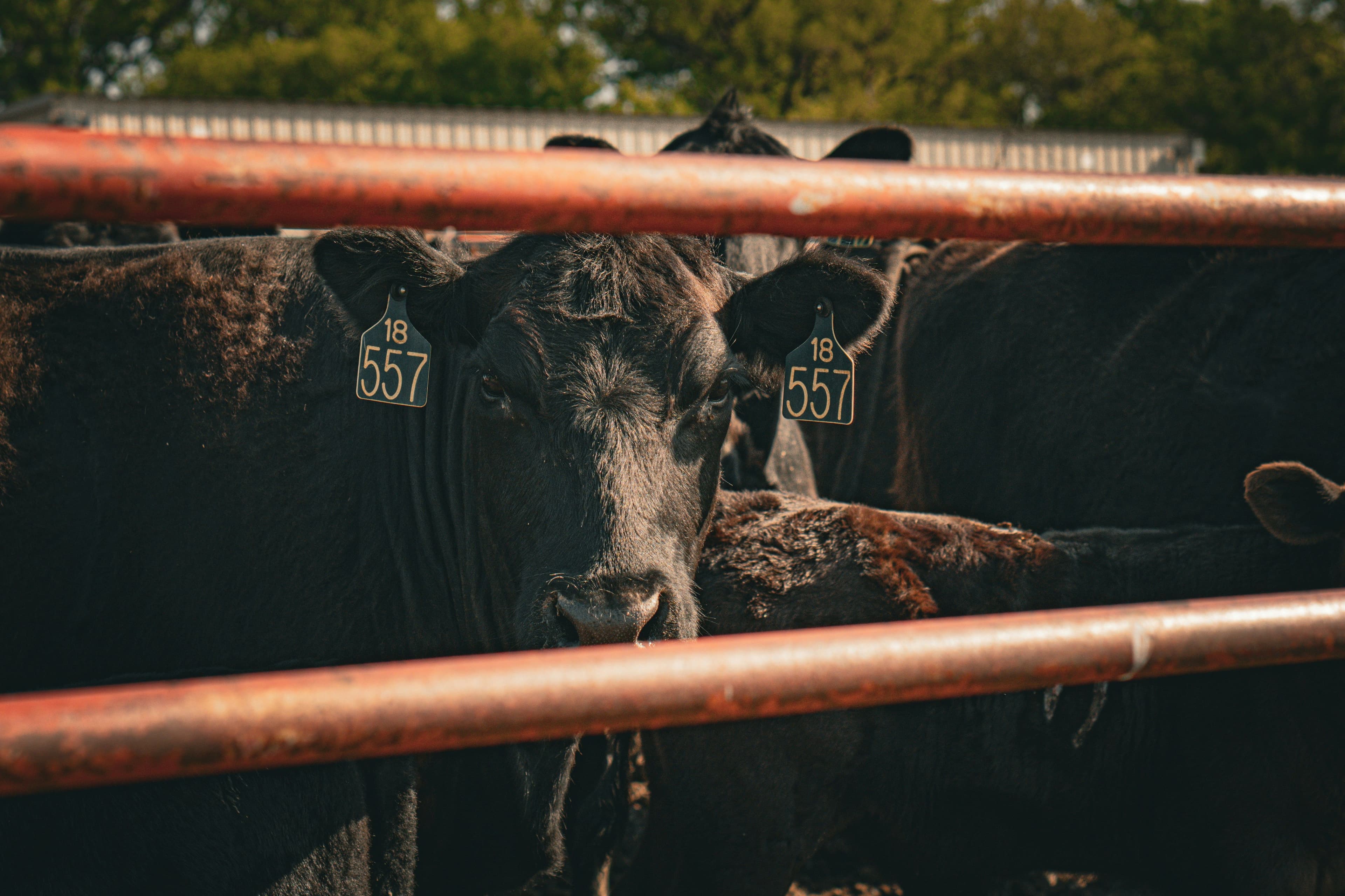 Proudly Crafting Nebraska’s Finest Cuts